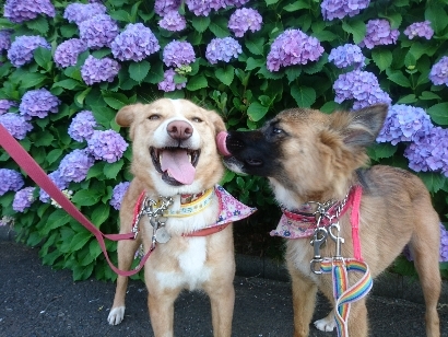 紫陽花満開 笑顔満開 The 犬 紫陽花満開 笑顔満開 The 犬