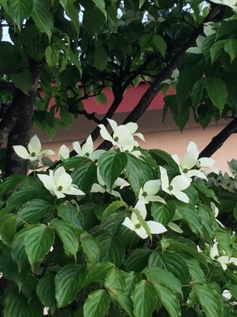 d0329588_21175950.jpeg