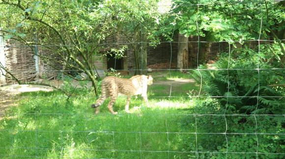 クレーフェルトの動物園☆_d0366394_18174271.jpg