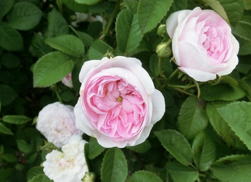 ロサ・ガリカ」系 : hebdo時季(とき)の花 ロサ・ガリカ」系 : hebdo時季(とき)の花