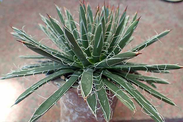 多肉植物 富貴蘭チャンネル ブログ