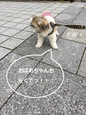 f0372998_19112017.jpg