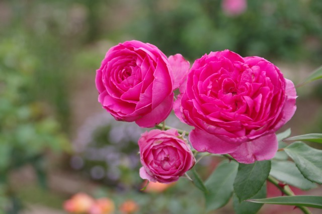 薔薇とユリが競演する小さなローズガーデン 季節の風を追いかけて