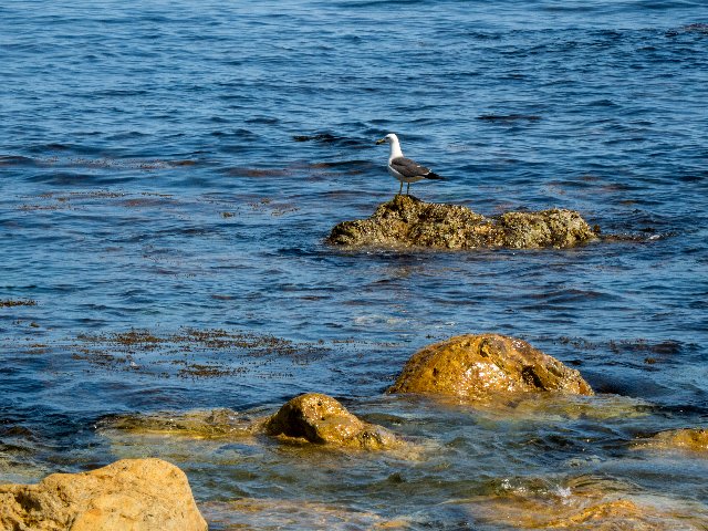 能登半島・白米千枚田を訪ねて～♪_c0008502_11423286.jpg