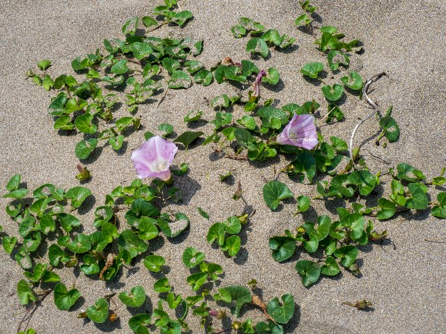 能登半島・白米千枚田を訪ねて～♪_c0008502_12205088.jpg