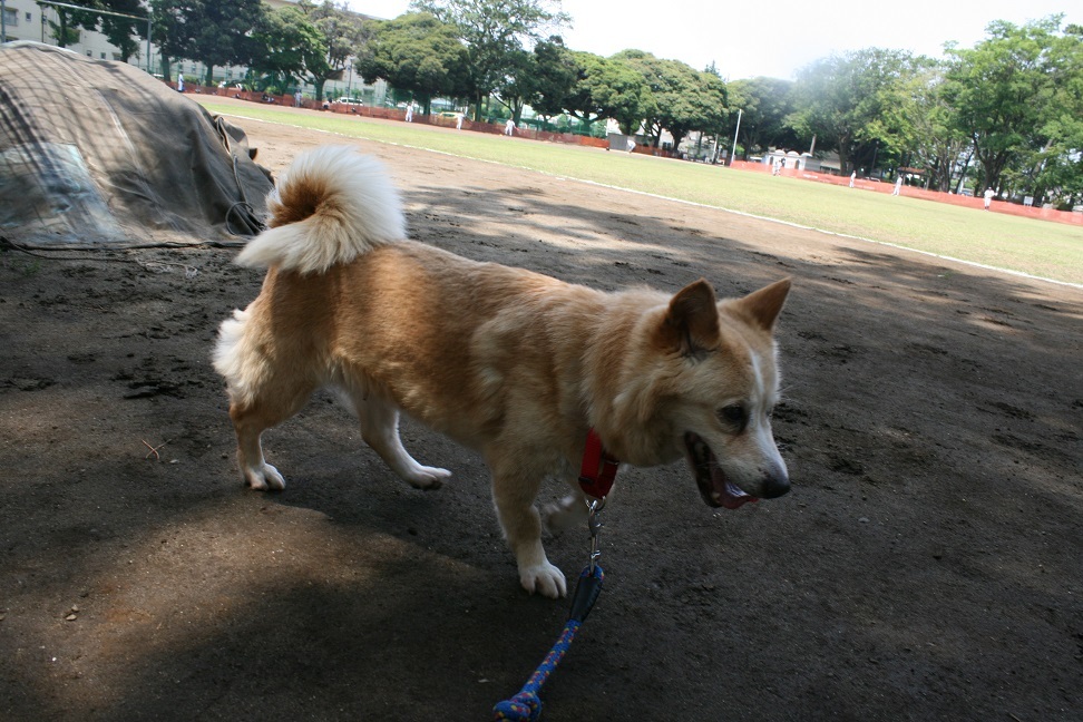 もちことあんこをよろしくお願いします_f0242002_19102333.jpg