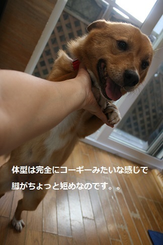 もちことあんこをよろしくお願いします_f0242002_19135902.jpg