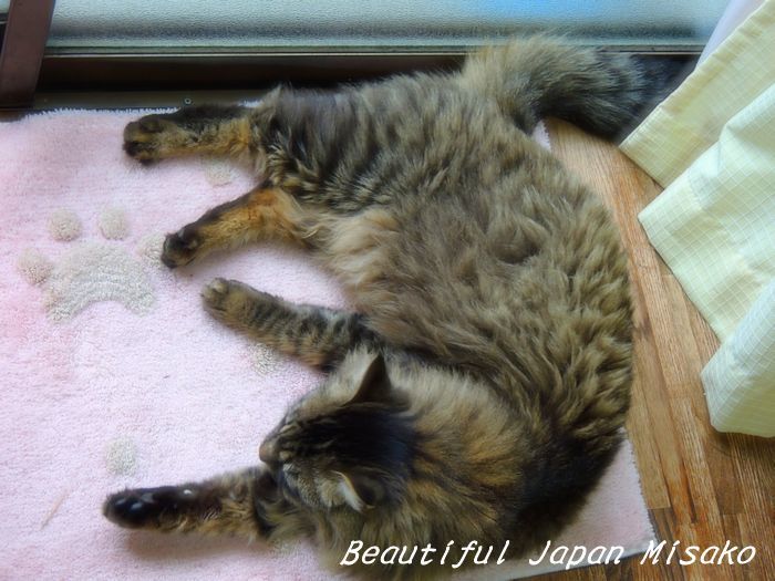 今日のキリは・・・ふて寝模様～･ﾟ☆､･：`☆･･ﾟ･ﾟ☆。。 - Beautiful Japan 絵空事