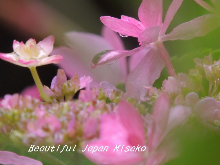 庭の紫陽花も・･ﾟ☆､･：`☆･･ﾟ･ﾟ☆。。 - Beautiful Japan 絵空事