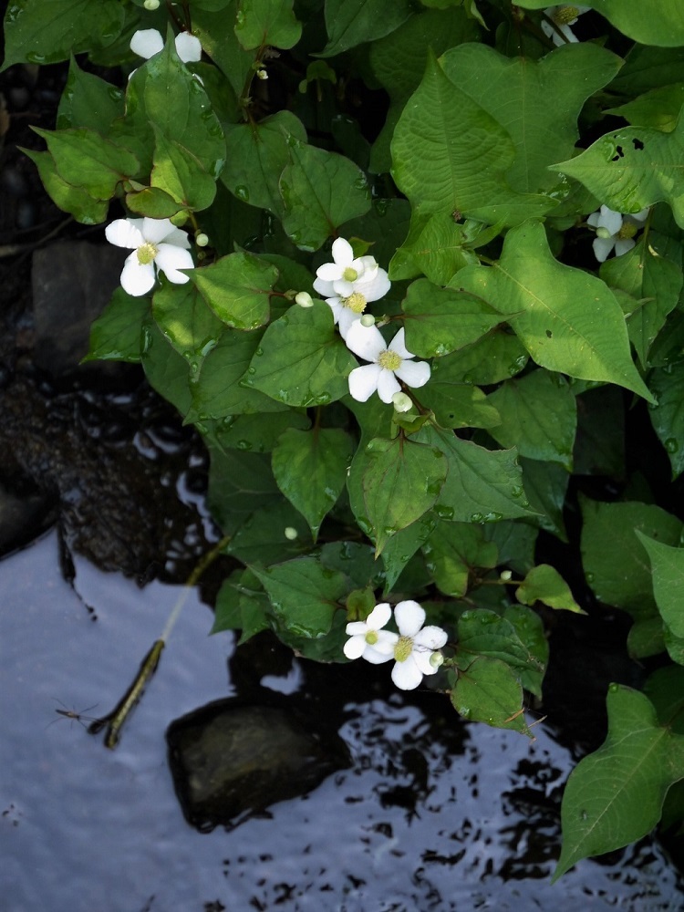 水無月の雨と花_d0389007_16403199.jpg