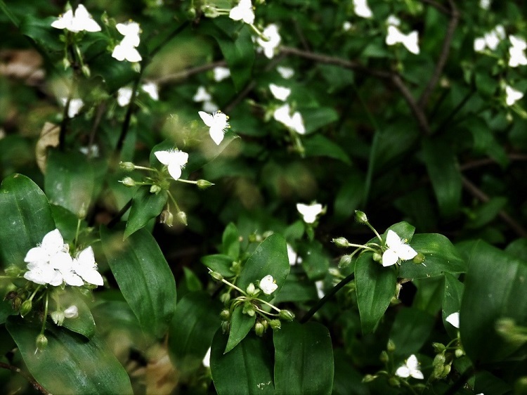 水無月の雨と花_d0389007_16403885.jpg