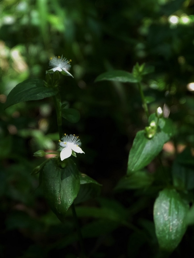 水無月の雨と花_d0389007_16404224.jpg