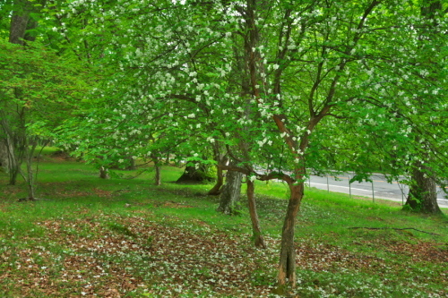 a0263109_21034261.jpg