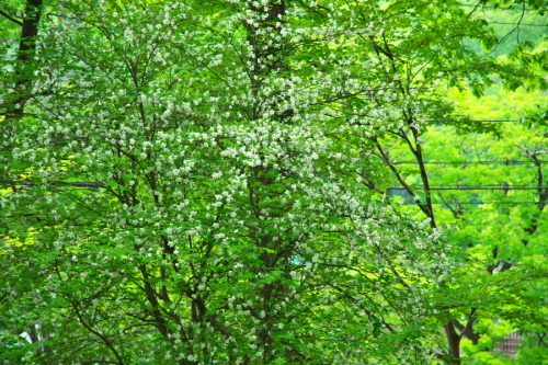 a0263109_21034342.jpg