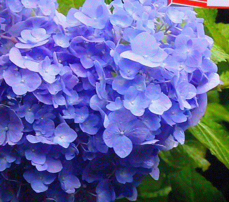 f0231709_18452605.gif