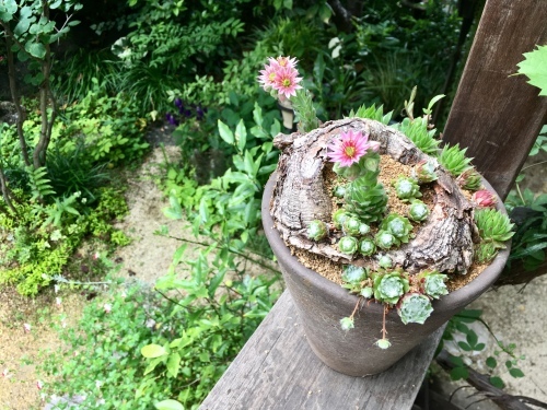 センペルビウムの花が咲いた。 : daisy&bee の多肉でガーデニング センペルビウムの花が咲いた。 : daisy&bee の多肉でガーデニング