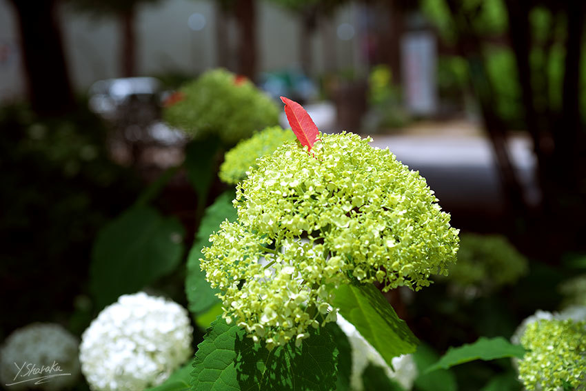 f0344614_11551366.jpg