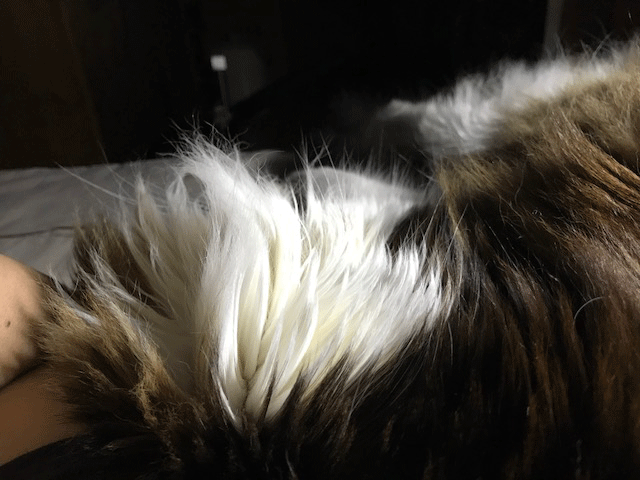 e0195115_08371482.gif