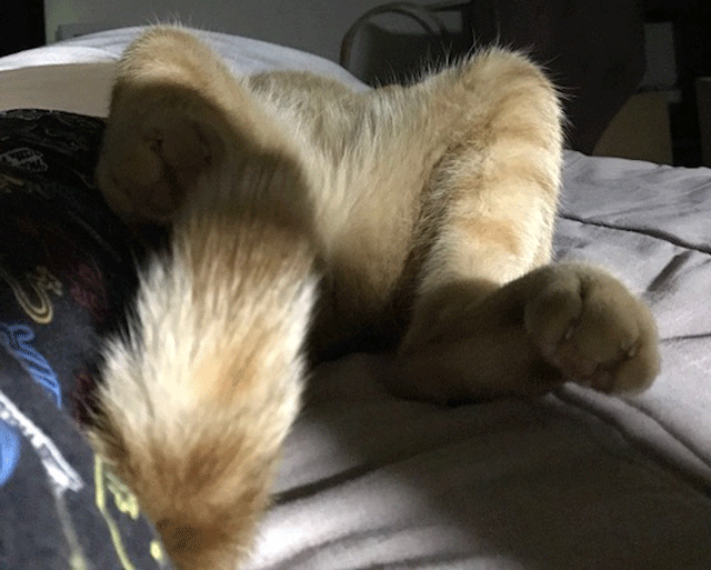 e0195115_08372395.gif