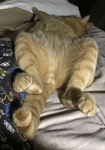 e0195115_08373023.gif