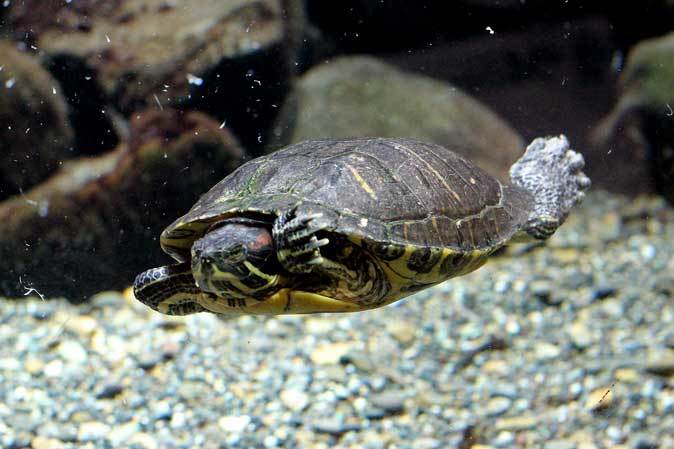 1月の水生物館 泳ぐミシシッピアカミミガメとミズグモbaby 井の頭自然文化園 続々 動物園ありマス