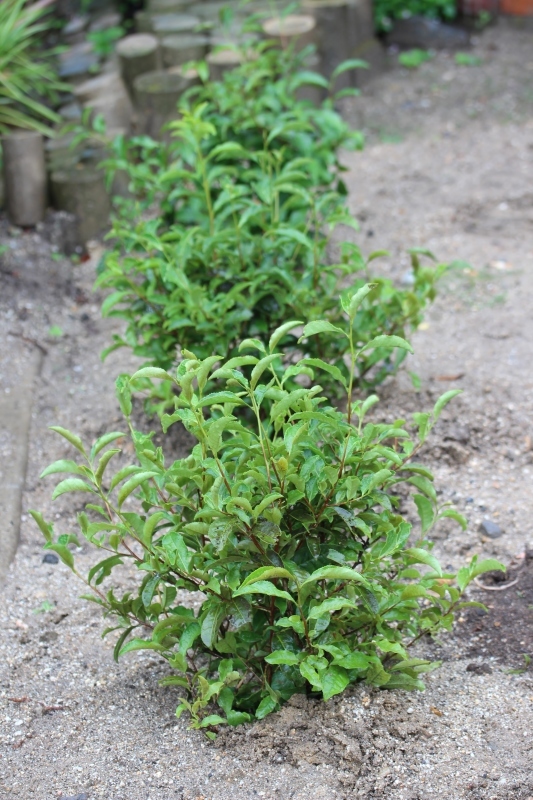 新茶呈茶_b0220318_22440124.jpg