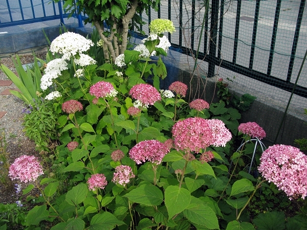 f0129726_20224545.jpg