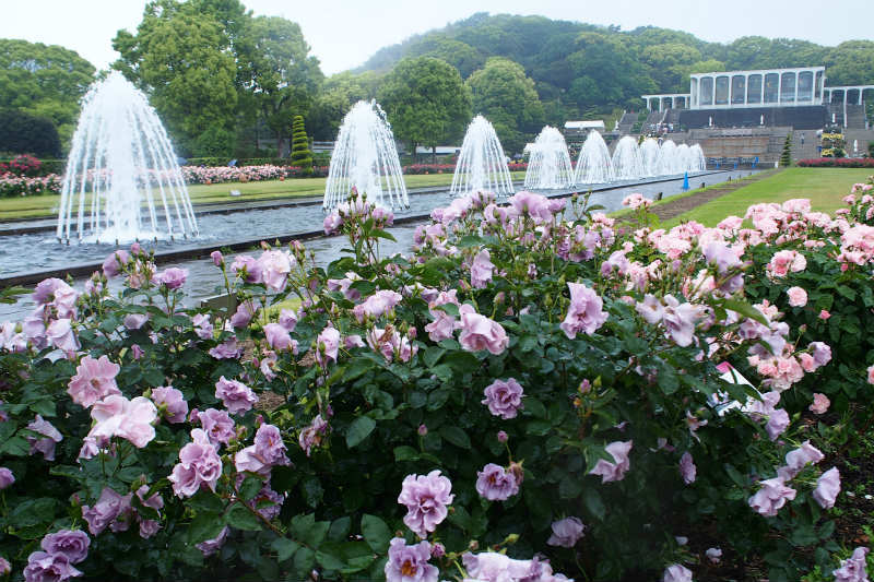 雨の日バラ園_e0255927_15424851.jpg