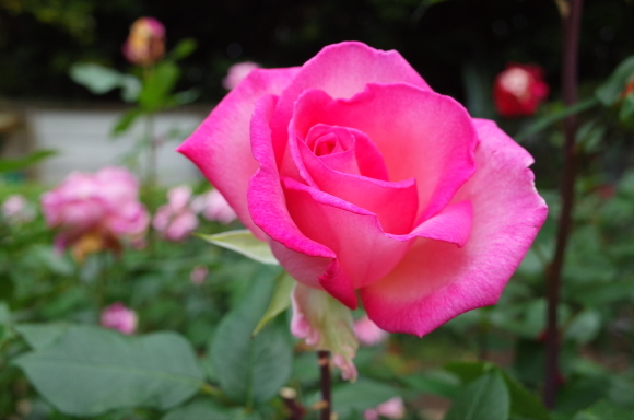 a0287336_23104091.jpg