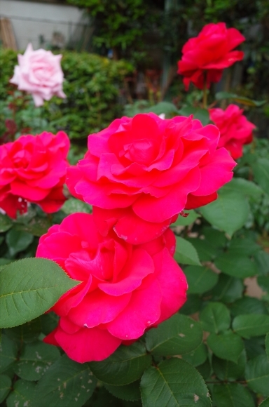 a0287336_23104427.jpg