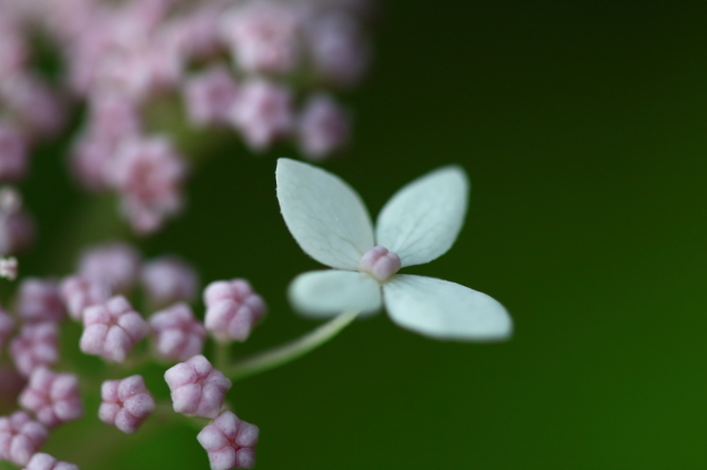 紫陽花に　寄せて…_b0162937_16480494.jpg