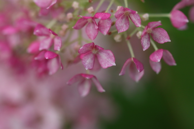 紫陽花に　寄せて…_b0162937_16483417.jpg