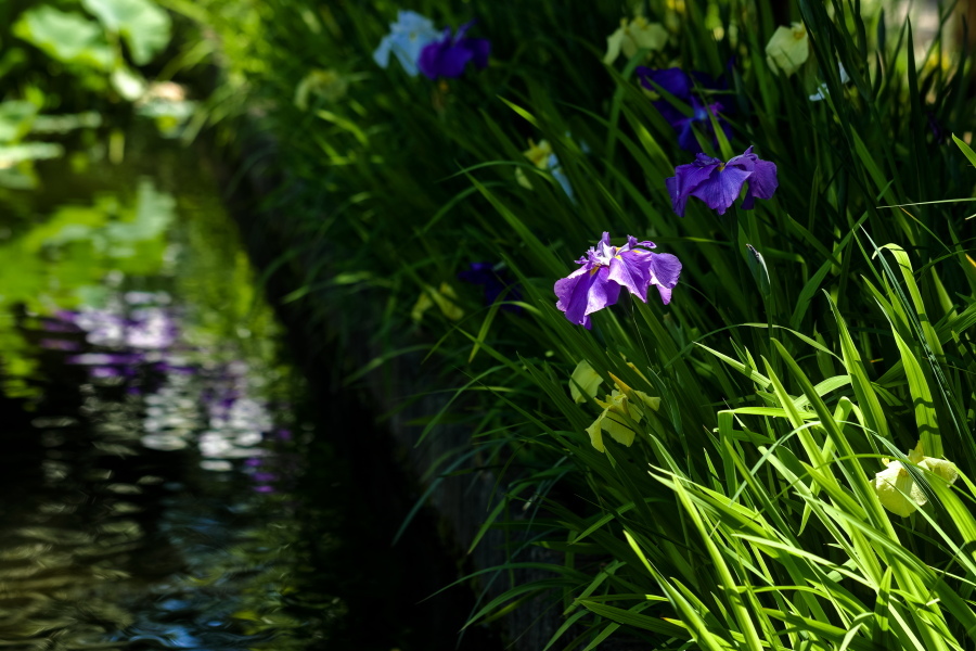 花菖蒲鑑賞会　- 城北浄化センター -_d0377637_20115513.jpg