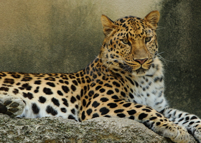 神戸　王子公園に（No.1 動物園編）_e0353539_14244354.jpg