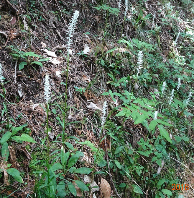 ☆高野山町石道の一部を歩く と き：５月２７日（日）_e0371039_982320.gif