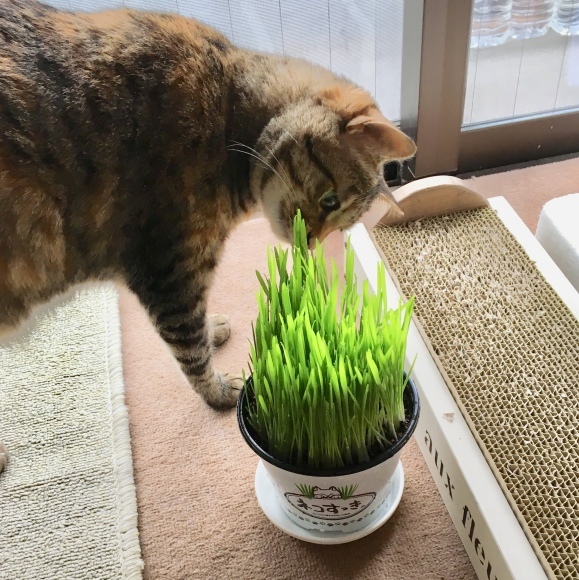 f0372445_17310534.jpeg