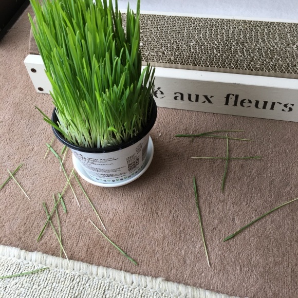 f0372445_17313186.jpeg