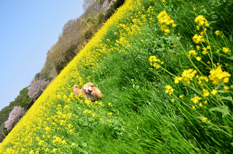 菜の花畑ちゃんでおじいちゃん携帯事件_f0044853_20222746.jpg
