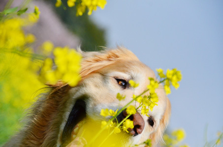 菜の花畑ちゃんでおじいちゃん携帯事件_f0044853_20222852.jpg