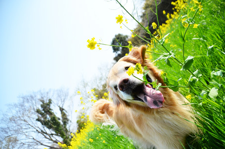 菜の花畑ちゃんでおじいちゃん携帯事件_f0044853_20330758.jpg