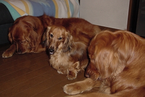 c0338262_20404064.jpg