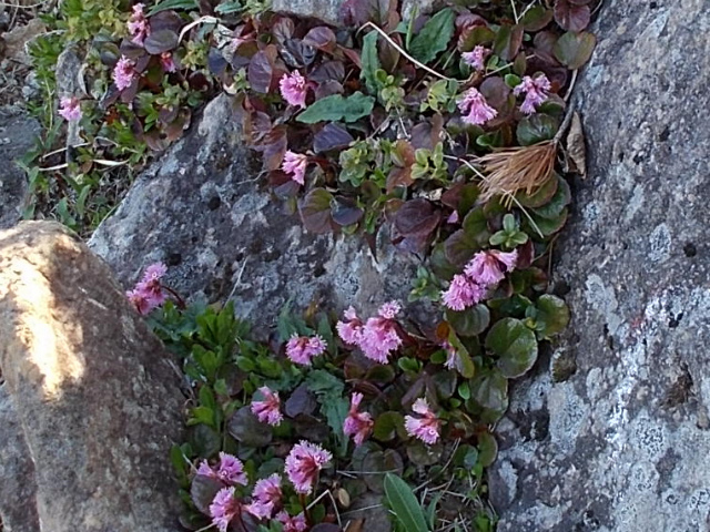 2018.6.3～5　南八ヶ岳全山縦走_c0219866_16061691.jpg