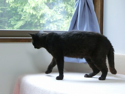 オスの黒猫 その名はマーク 北軽1130