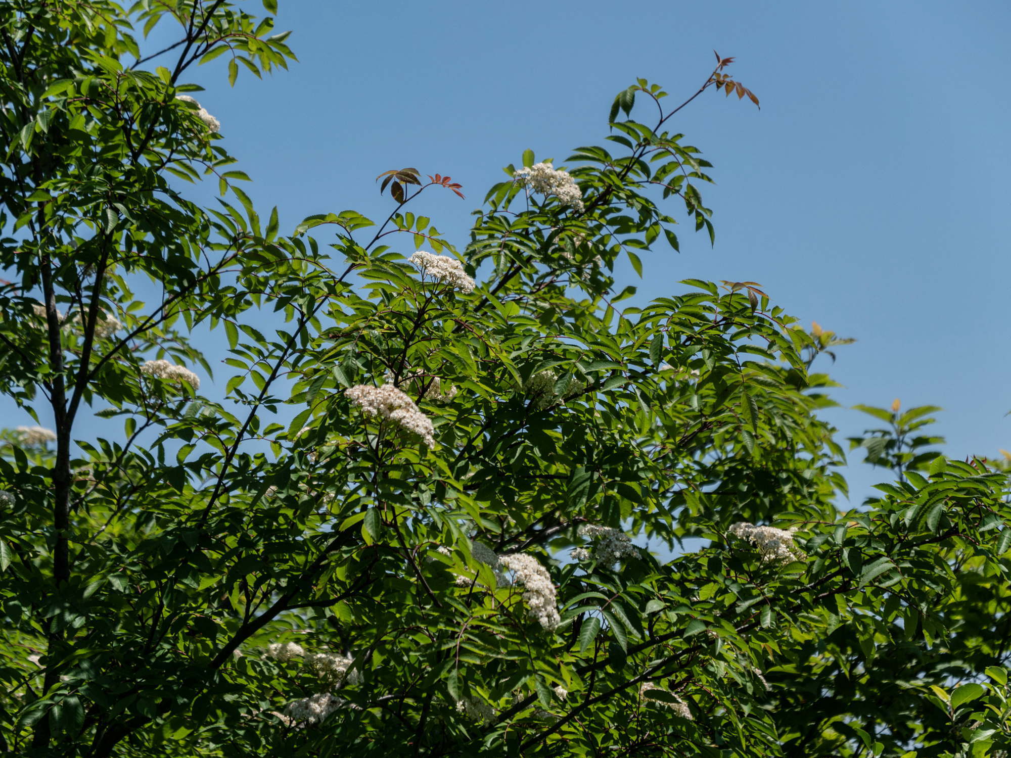 e0015567_20413943.jpg