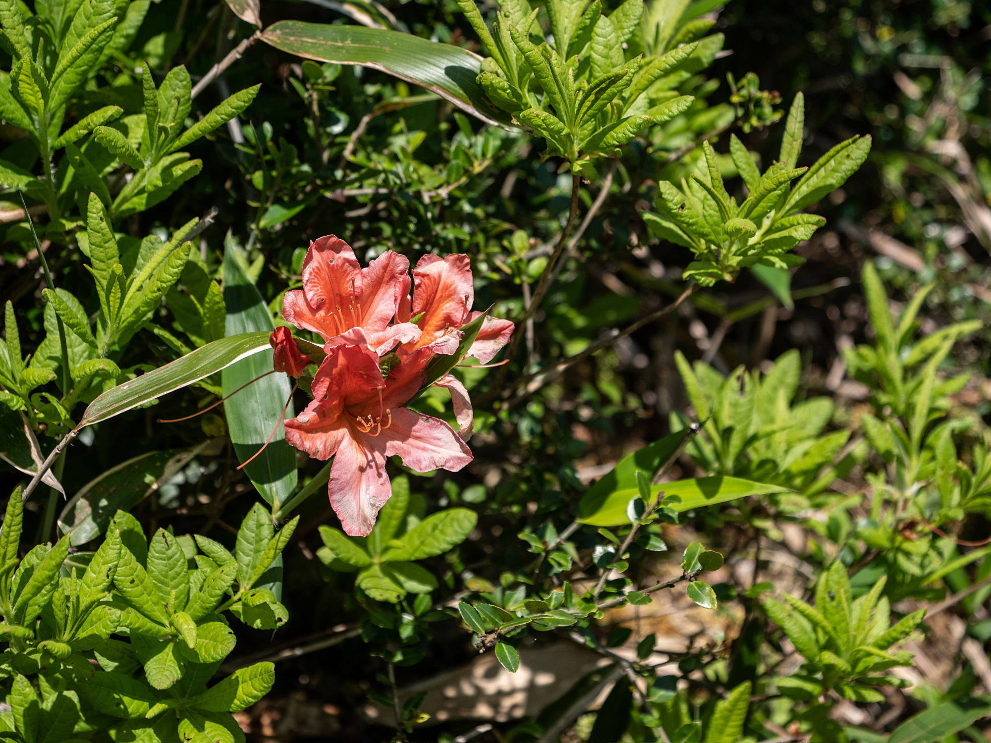 e0015567_20432792.jpg