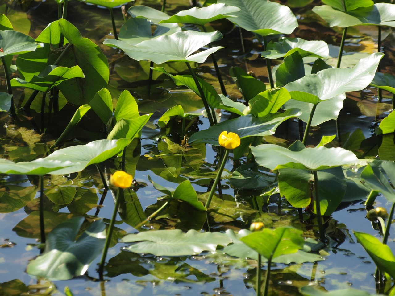 d0054276_20464214.jpg