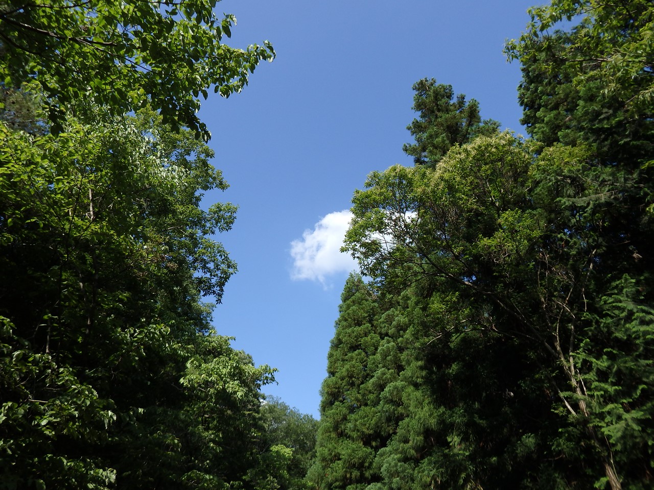 d0054276_2050165.jpg