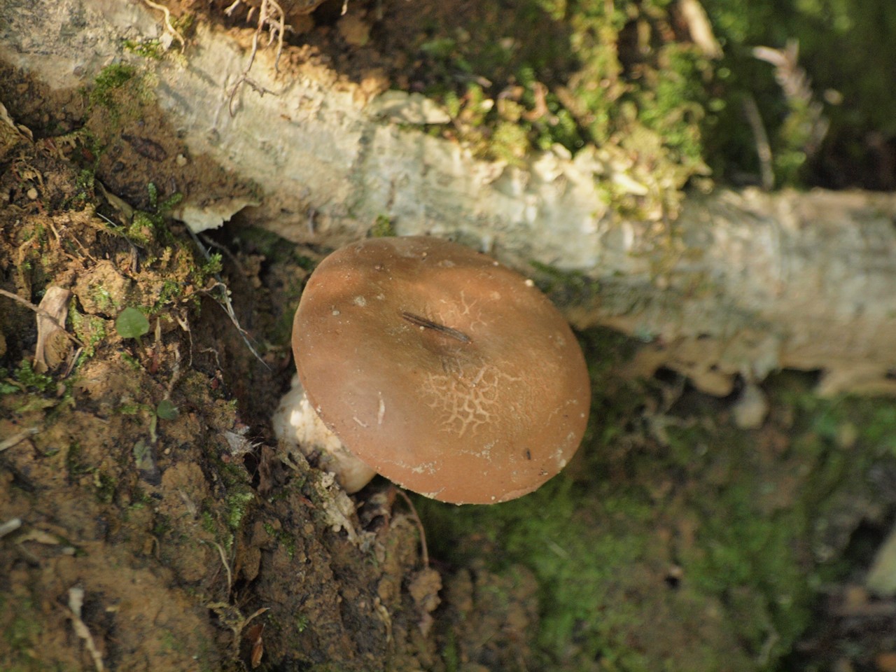 d0054276_20525892.jpg