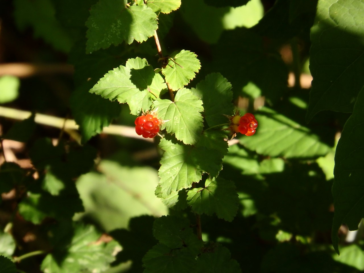 d0054276_20532854.jpg