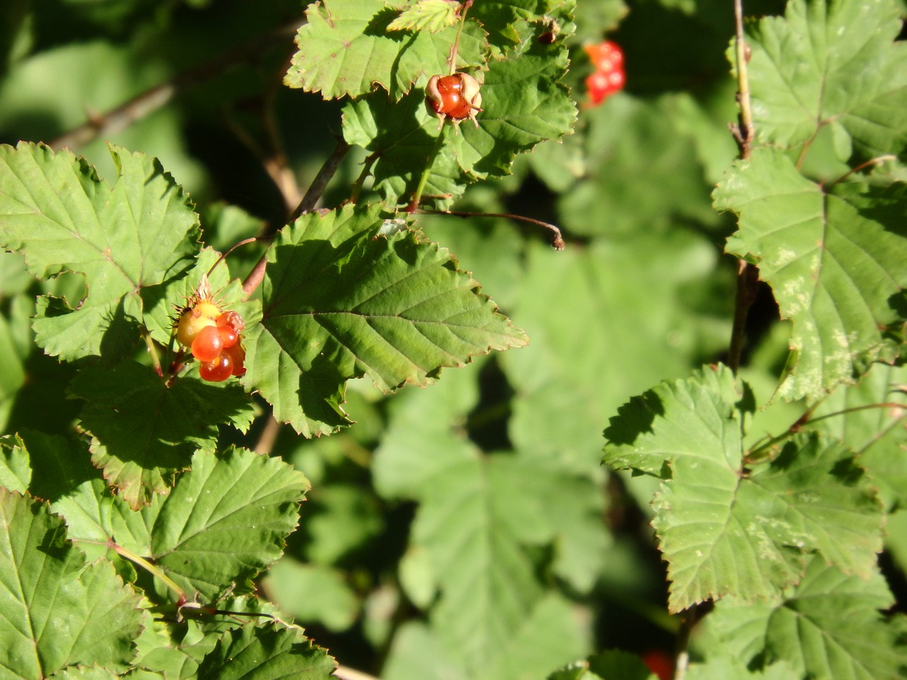 d0054276_2053760.jpg